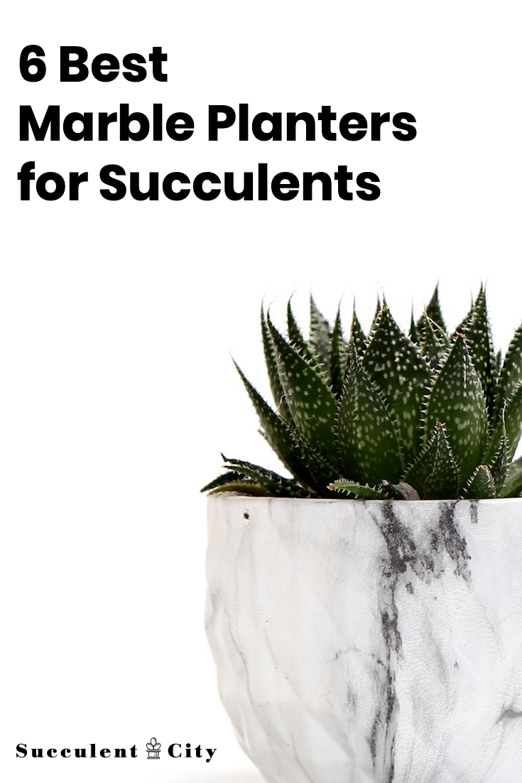 6 Best Marble Planters for Succulents