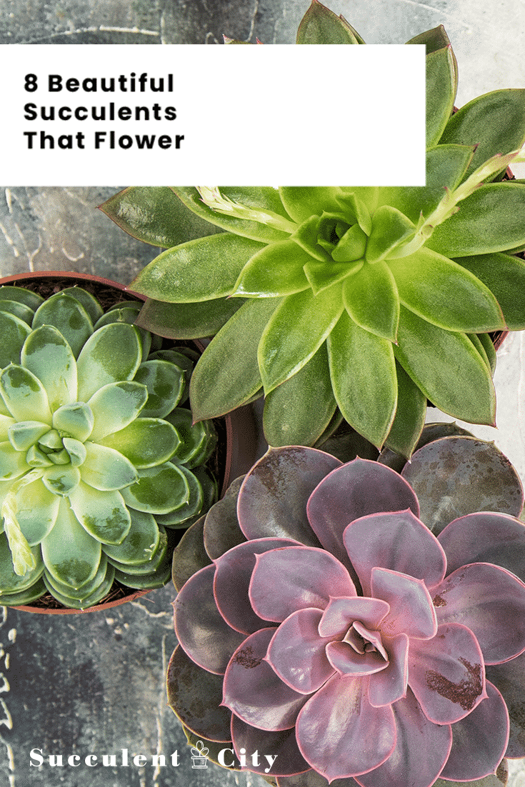 8 Beautiful Succulents That Flower